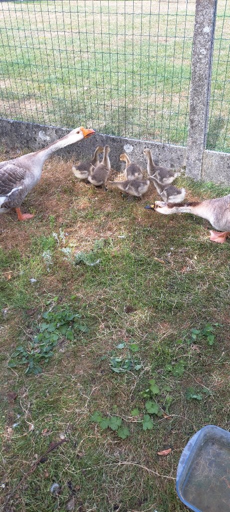 Koppel knobbel ganzen, Dieren en Toebehoren, Pluimvee, Meerdere dieren, Gans of Zwaan