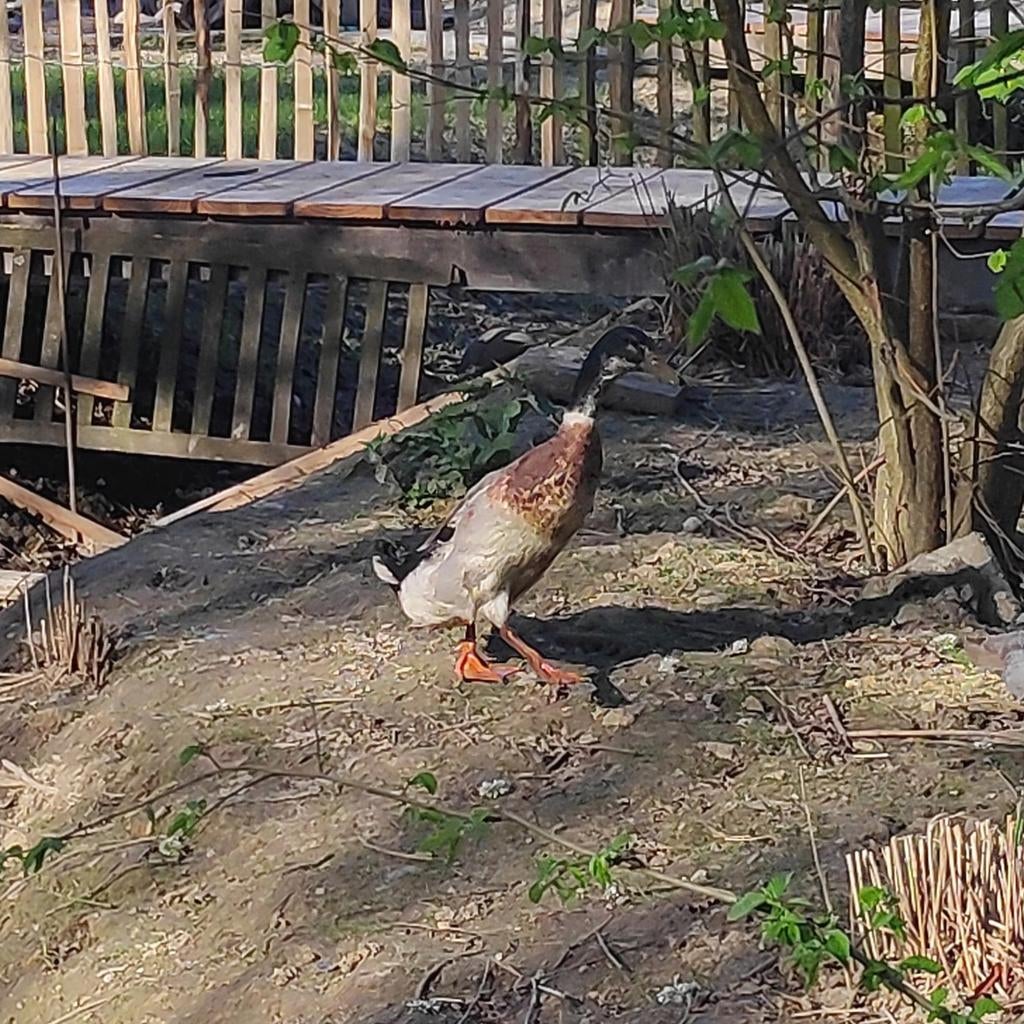 Mannelijke indische loopeenden koop, Dieren en Toebehoren, Pluimvee