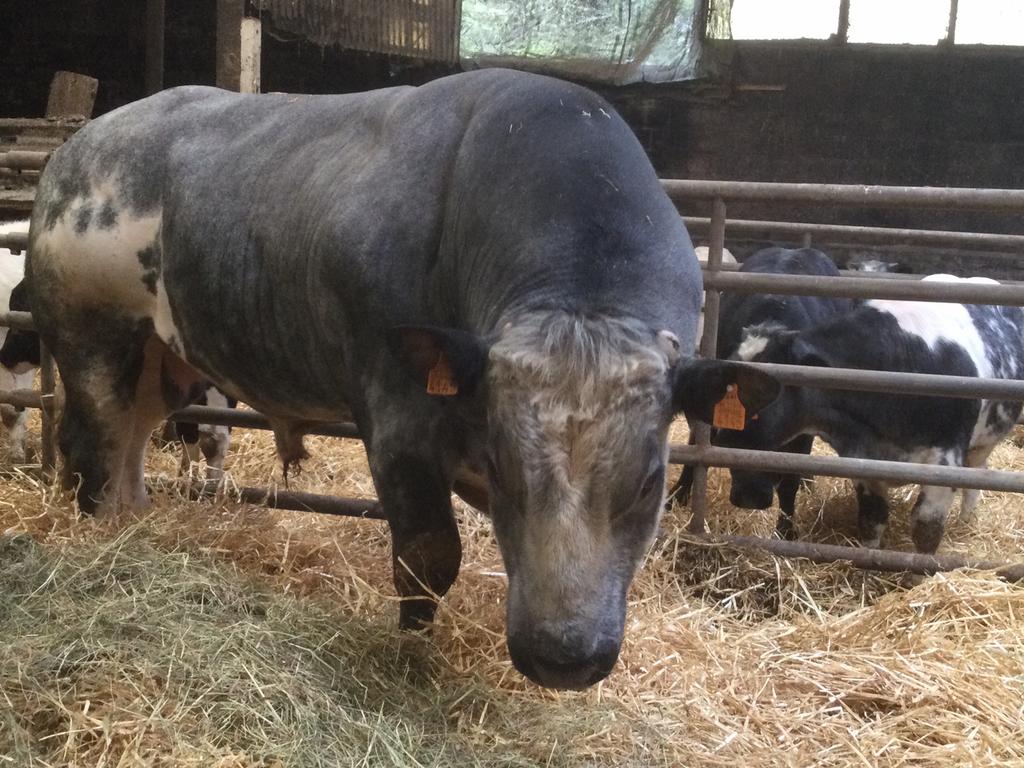 Mooie wit /blauwe dekstier, kalveren te bezichtigen., Dieren en Toebehoren