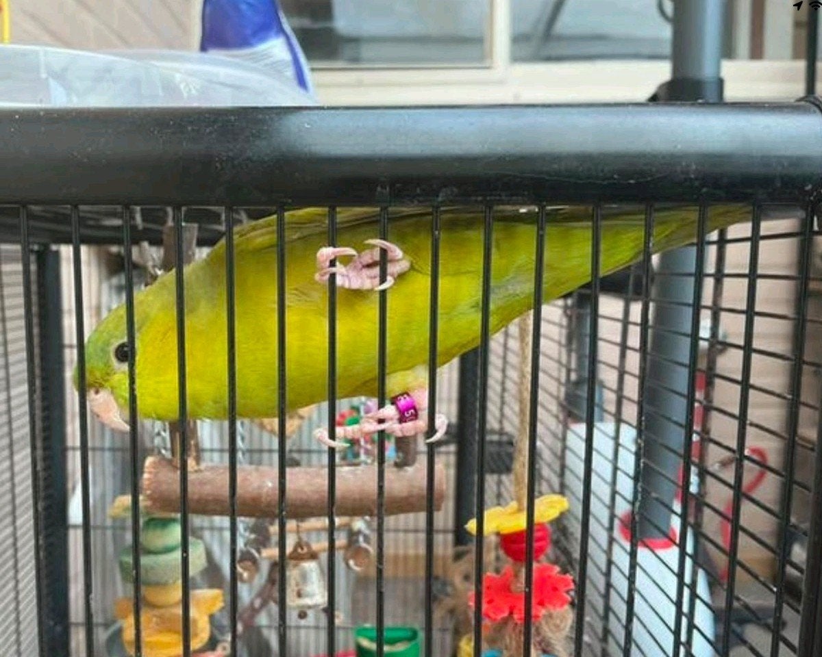 Perruche Katerina avec grande cage et accessoires, Femelle, Perruche, Bagué