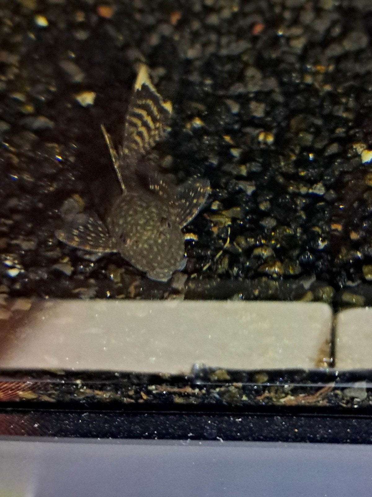 Ancistrus longfin wildkleur, Dieren en Toebehoren