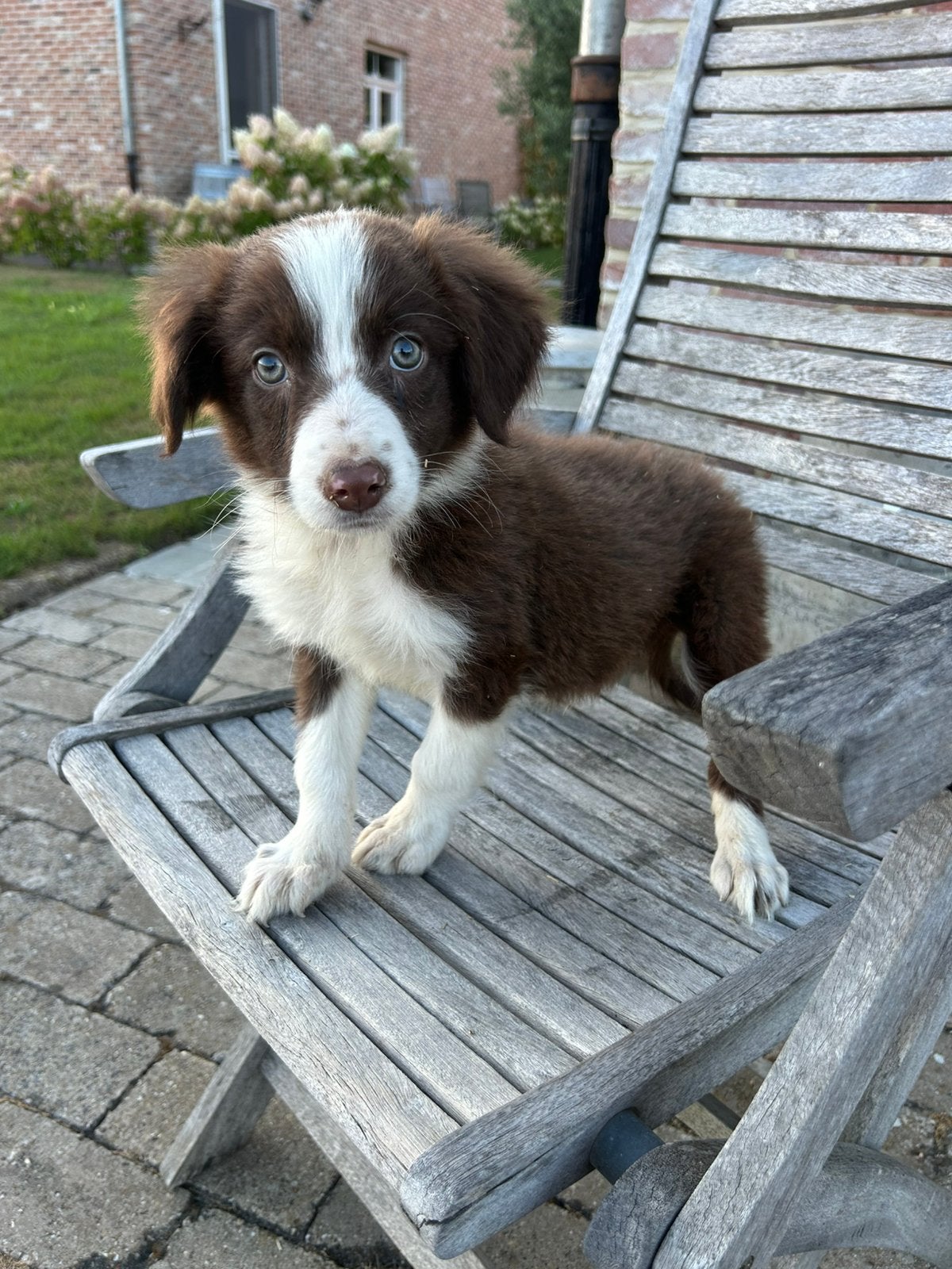 Chiots Border Collie, Maladie de Carré (chiens), 8 à 15 semaines, Colley, Plusieurs