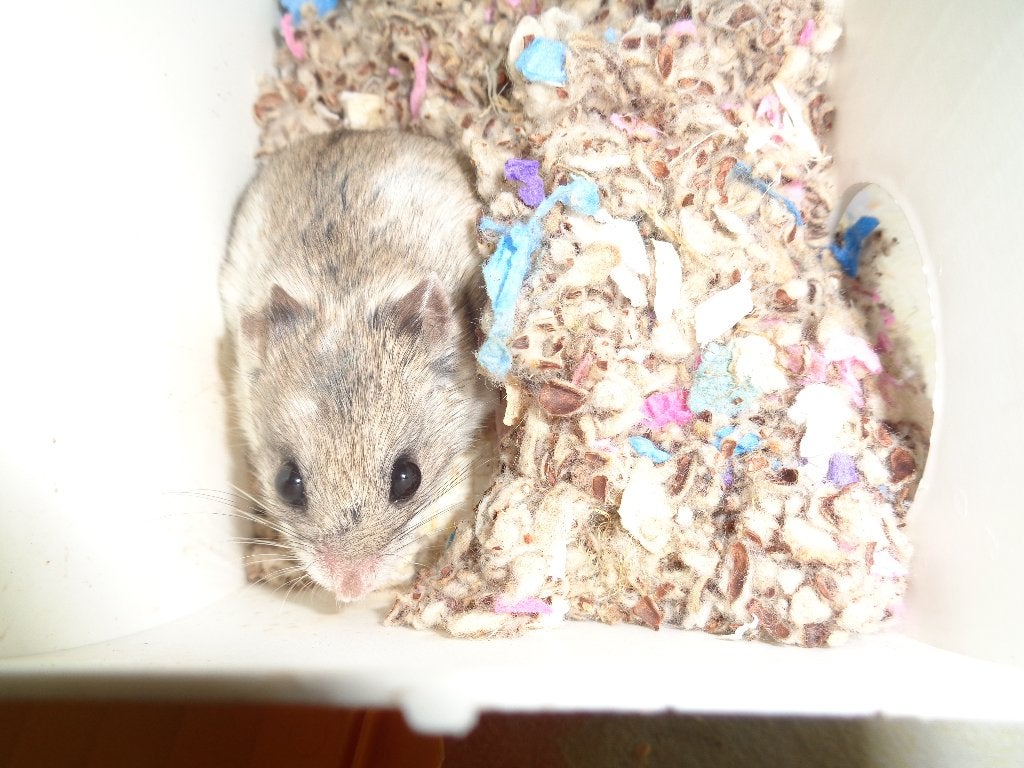 Lieve jonge chinese hamster met kooi, Dieren en Toebehoren, Februari, Vrouwelijk, Hamster