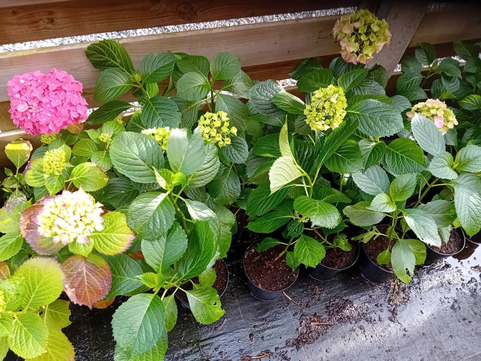 Hortensia's, Ophalen
