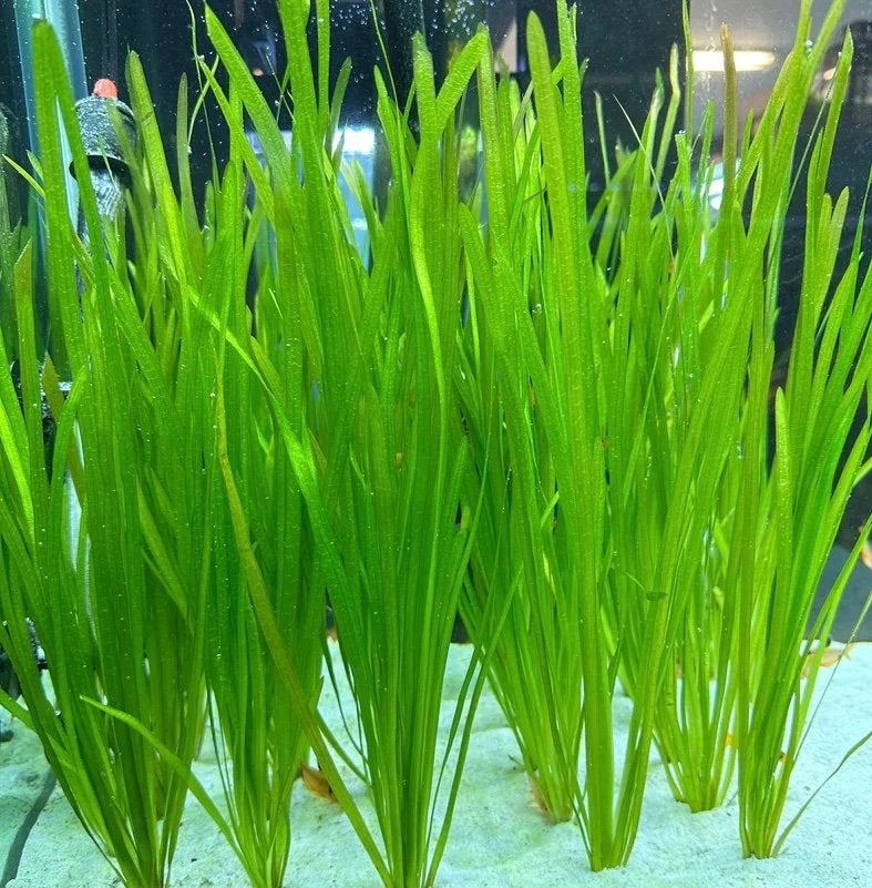 Vallisneria nana, Dieren en Toebehoren, Ophalen of Verzenden, Nieuw, Plant(en), Steen of Hout
