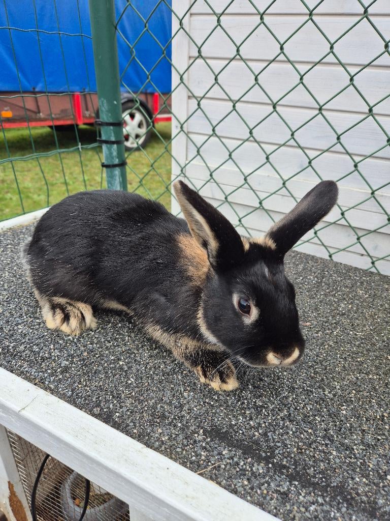 konijnen, Dieren en Toebehoren, Konijnen
