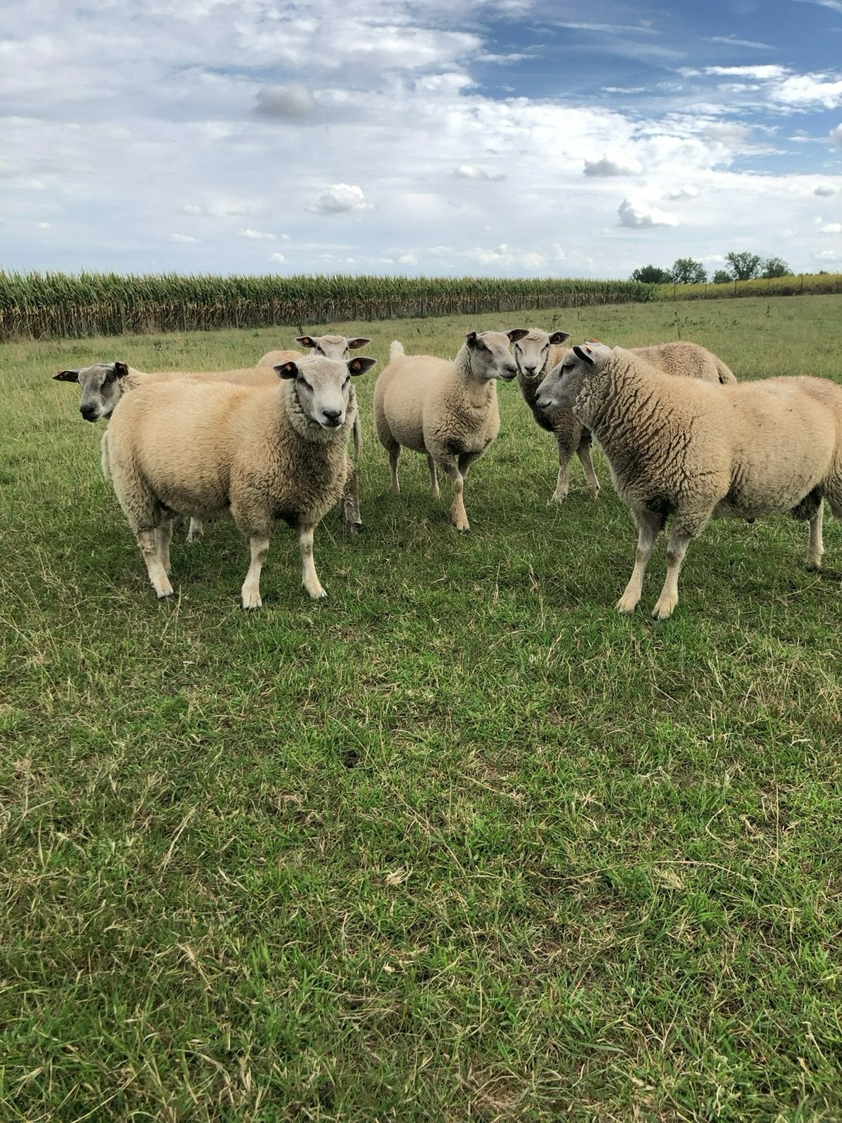 Ramlammeren te koop, Dieren en Toebehoren, Schapen, Geiten en Varkens, Mannelijk, Schaap, 0 tot 2 jaar