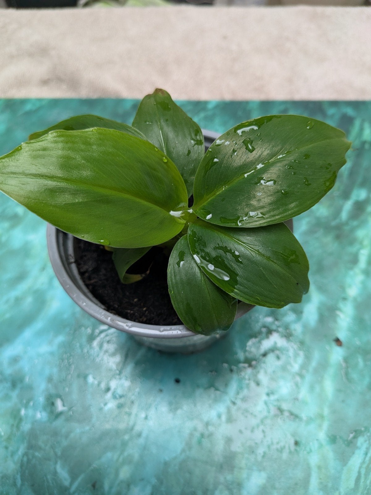 Musa Dwarf bananenplant voor binnen, Ophalen of Verzenden