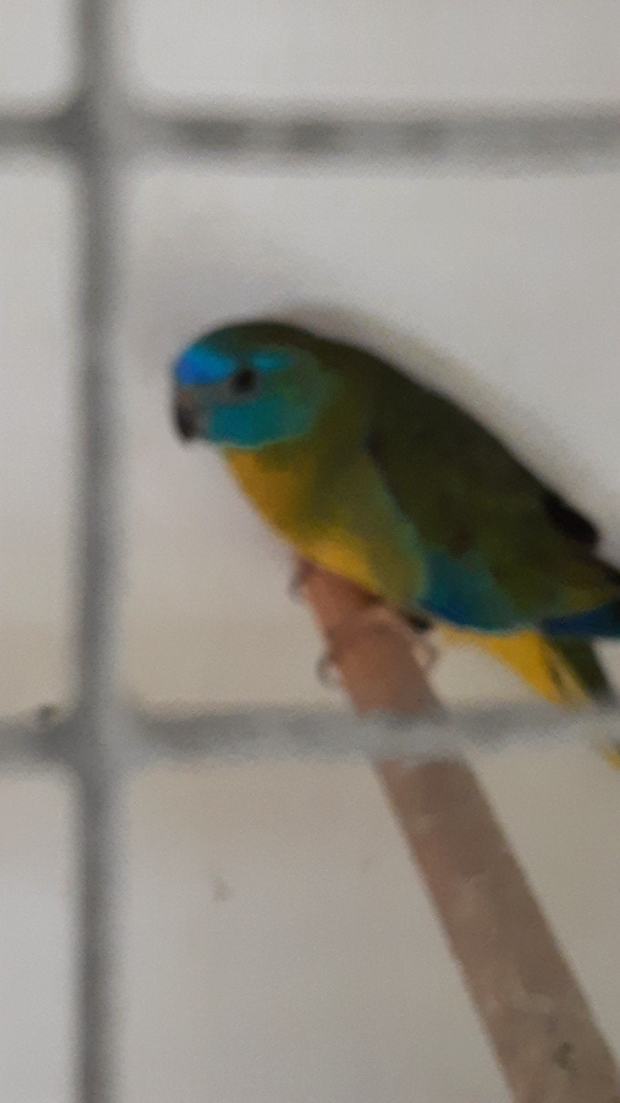 turquoisines