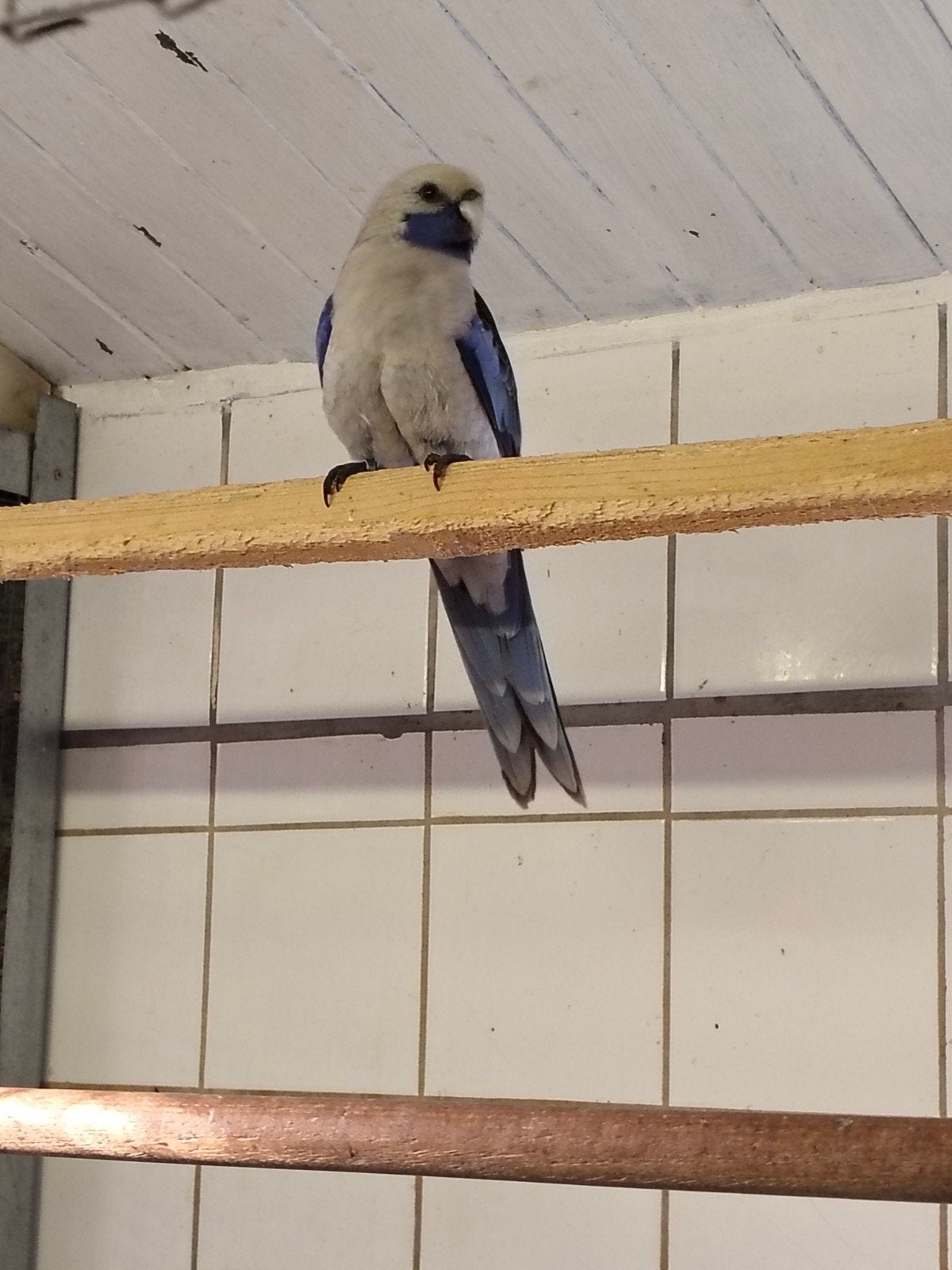 Blauwe pennanten, Dieren en Toebehoren