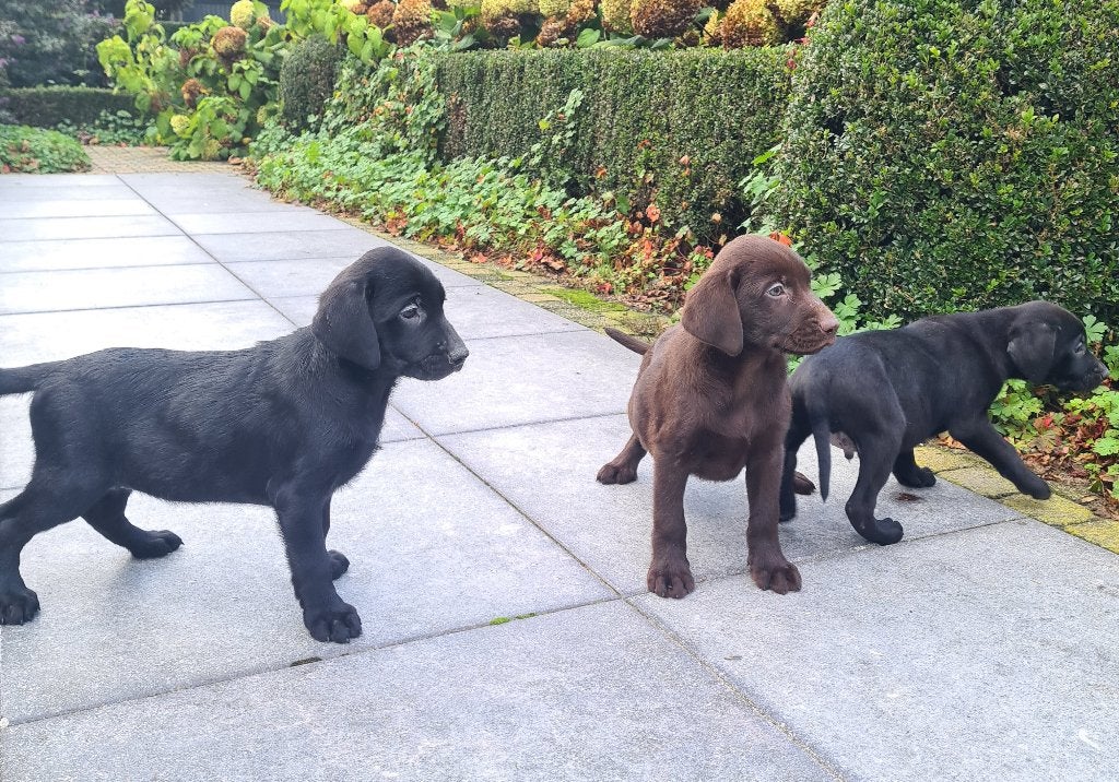 labrador pups, Dieren en Toebehoren, België, CDV (hondenziekte), 8 tot 15 weken, Labrador retriever