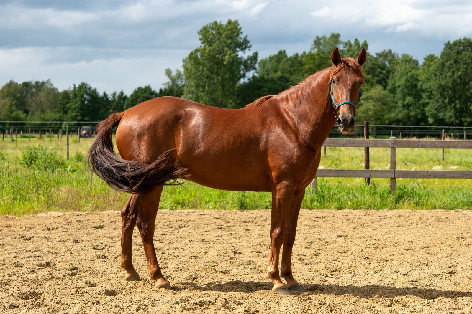PRE ruin met bijzondere kleur!, Dieren en Toebehoren, Paarden, Met stamboom, Ruin, Dressuurpaard, Zadelmak