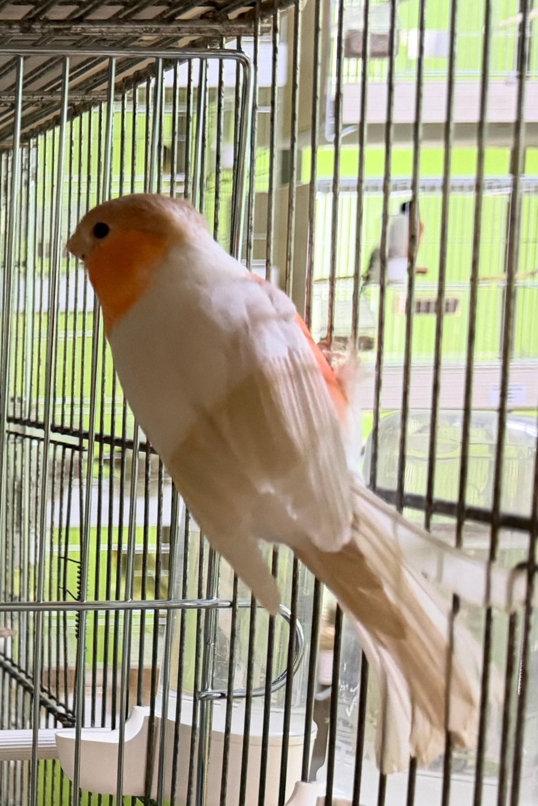 Noordse Satinet Goudvink groote formaat, Dieren en Toebehoren, Meerdere dieren, Wildzangvogel, Geringd