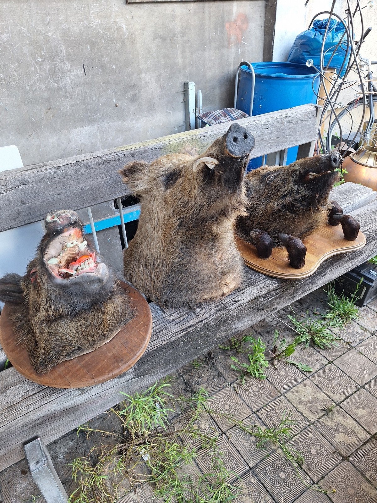 3 zwijnenkoppen.