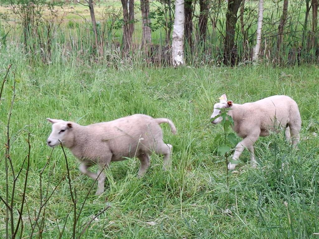 Swifter ramlam, Dieren en Toebehoren