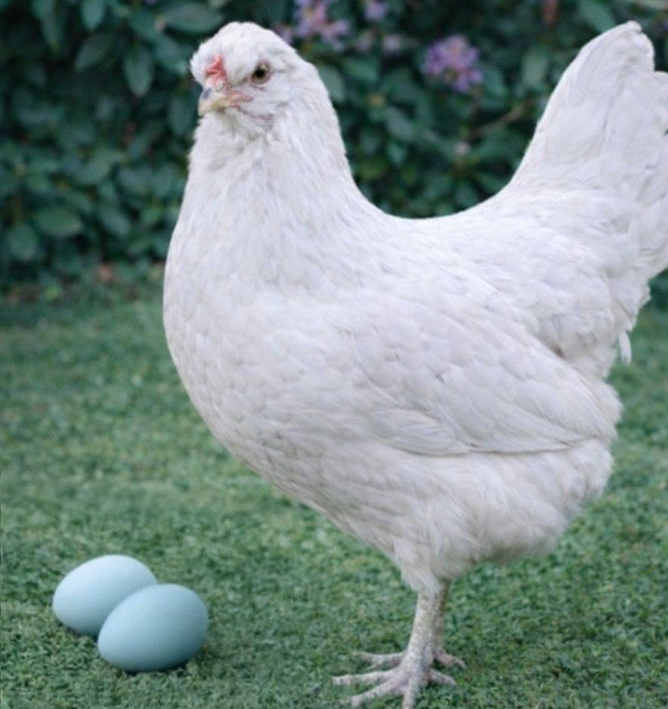 2 araucana hennen, wit en zwart, groen blauwe eieren