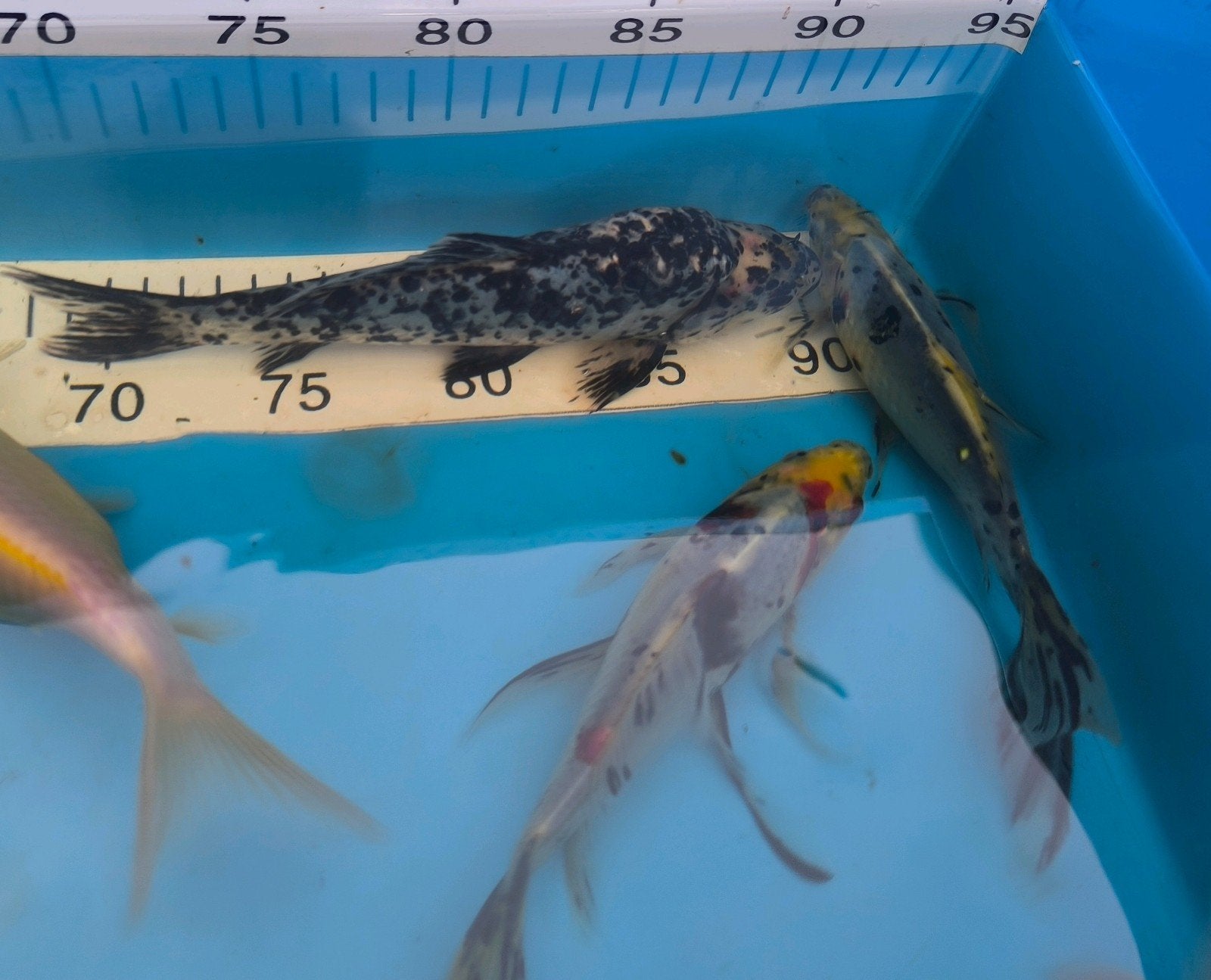 laatste vijvervissen van +20 cm, Dieren en Toebehoren
