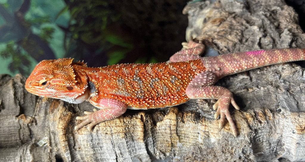 Pogona vitticeps red monster /dark red hypo het trans, Animaux & Accessoires, Reptiles & Amphibiens, Lézard, Domestique, 0 à 2 ans