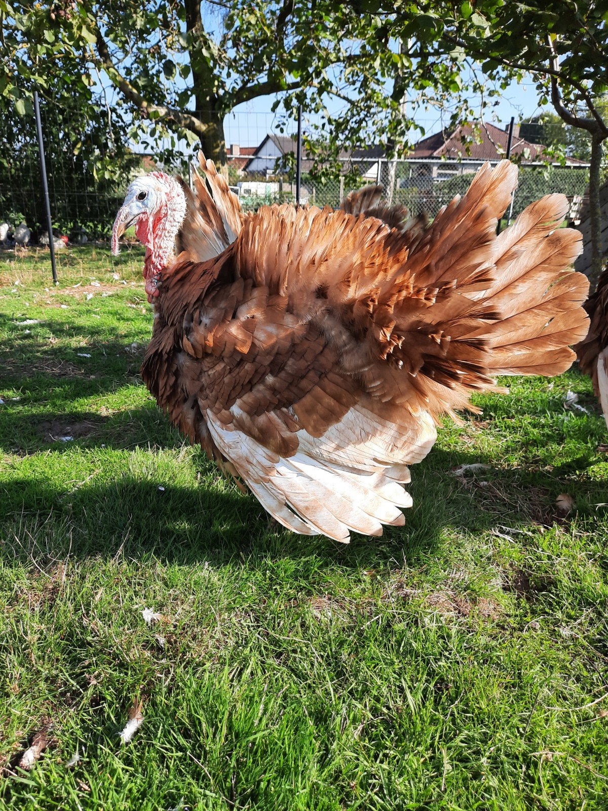 rode ardenner kalkoen hanen, Dieren en Toebehoren, Mannelijk, Kalkoen