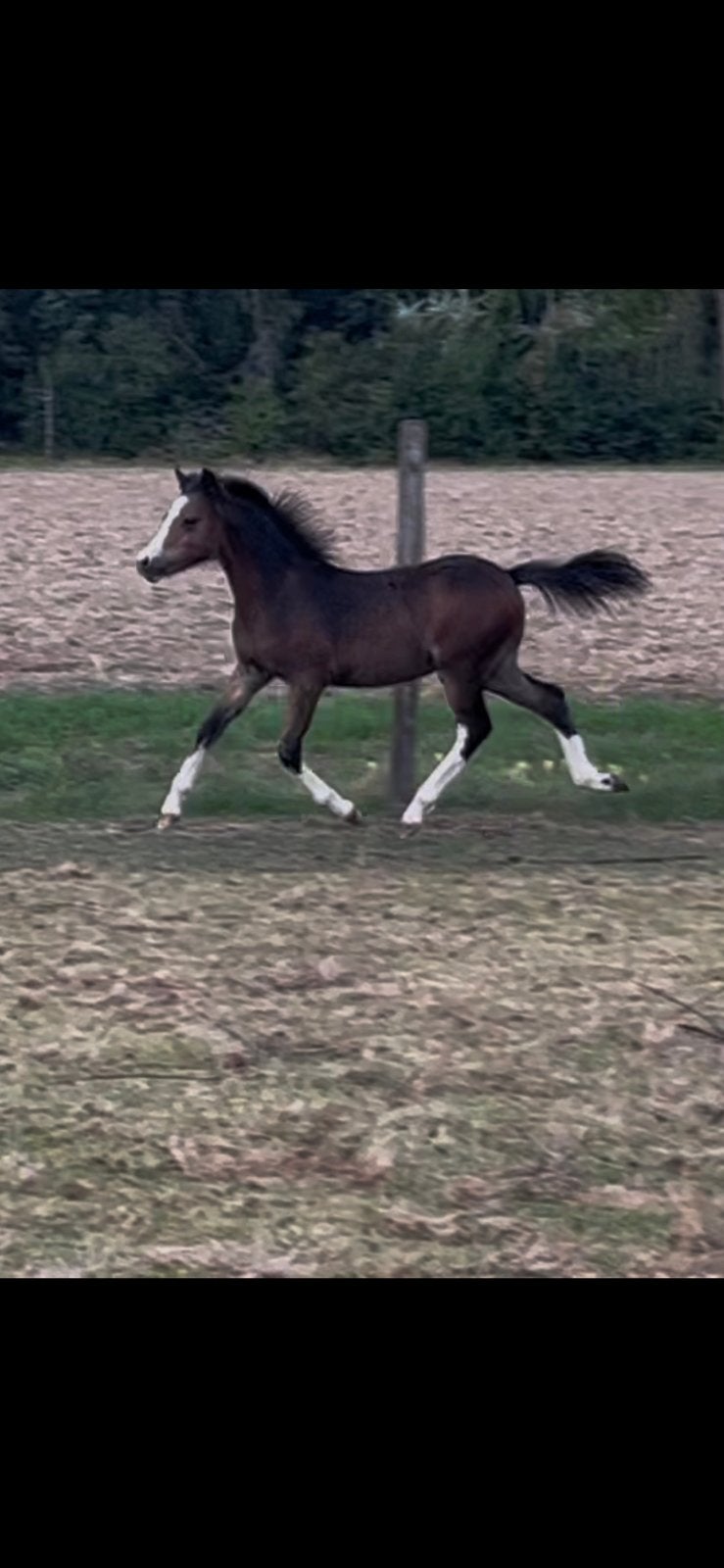 Welsh a pony veulen, Dieren en Toebehoren, Pony's, Onbeleerd, Met stamboom, 0 tot 2 jaar