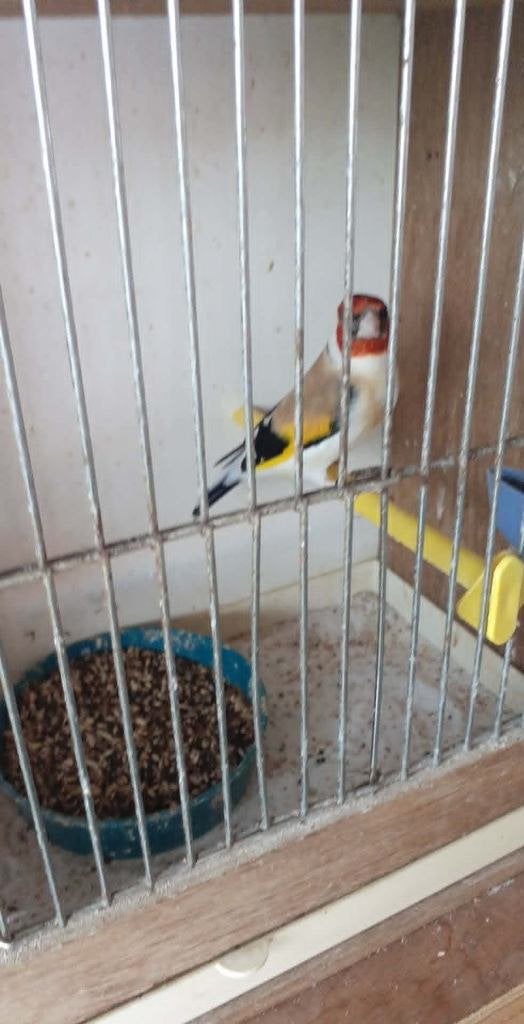 vogels, Dieren en Toebehoren, Geringd