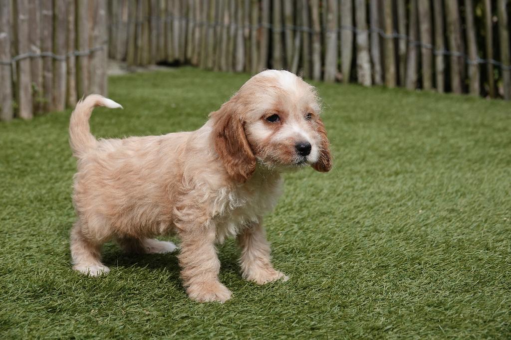 Magnifiques chiots Cockapoo, Animaux & Accessoires, Autres races, Plusieurs, Hépatite contagieuse (maladie de Rubarth), Belgique