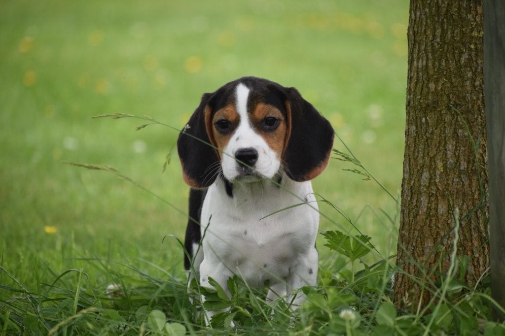 Beagle pups, Beagle, 15 weken tot 1 jaar, Buitenland, Parvo