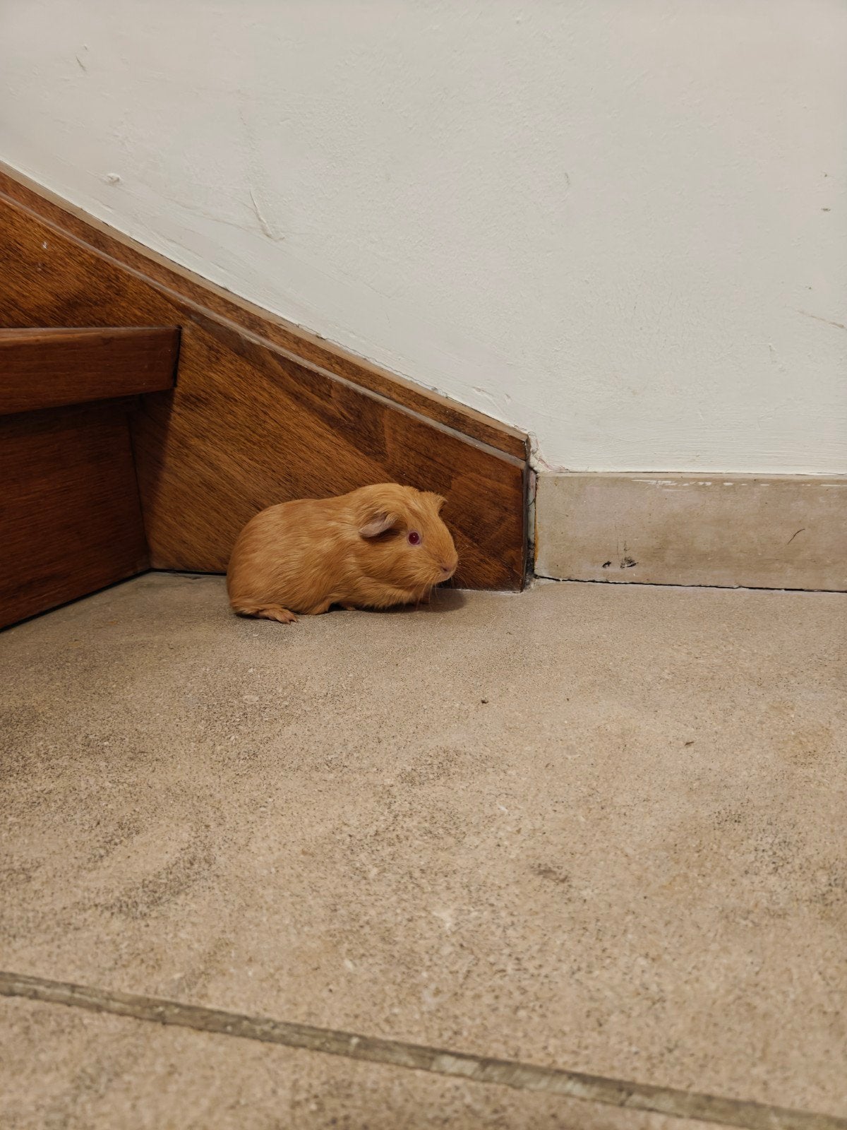 Cavia zeug gladhaar, Dieren en Toebehoren, September, Vrouwelijk, Cavia