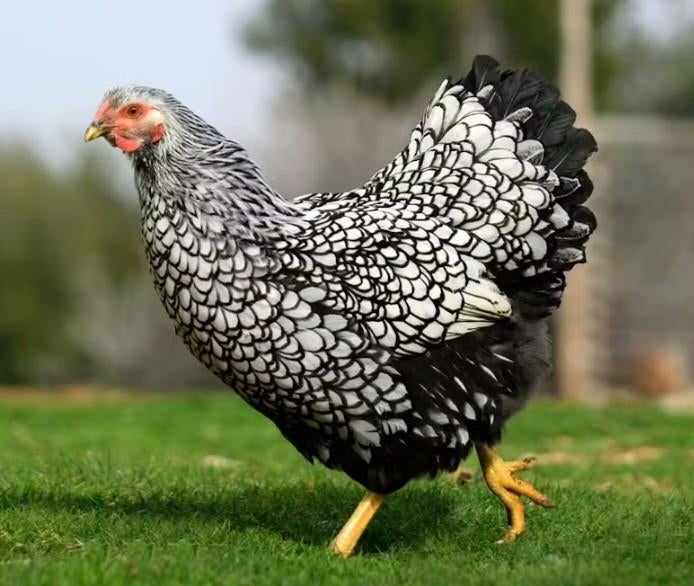 Broedeieren Wyandotte kriel, Dieren en Toebehoren, Pluimvee