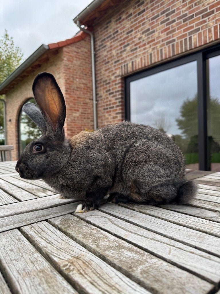 Konijnen verschillende nesten van 1,5 maand tot 4 maand, Animaux & Accessoires, Plusieurs animaux, 0 à 2 ans