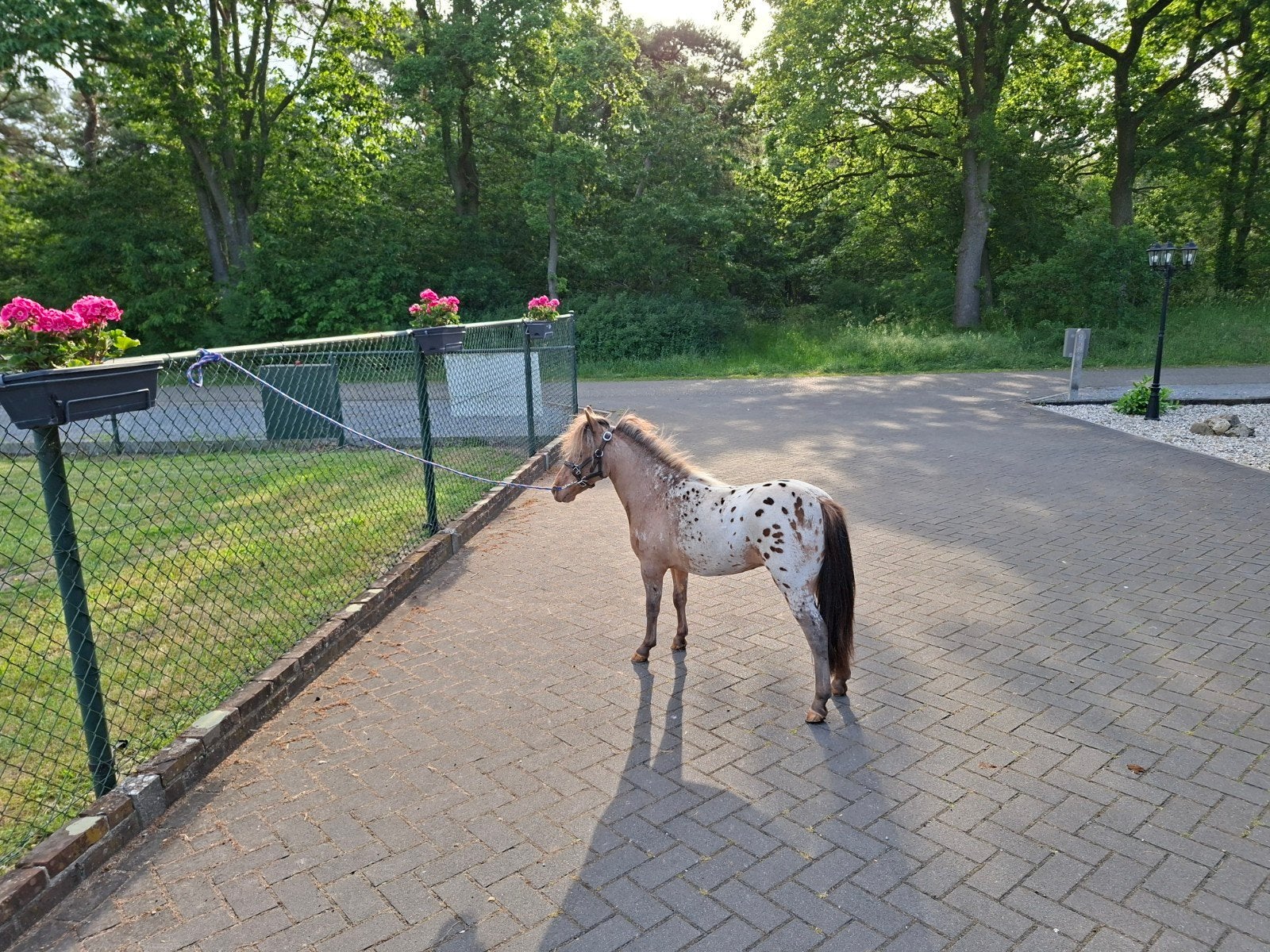 2 prachtige minipaardjes, Dieren en Toebehoren, Merrie, M, Gechipt, 0 tot 2 jaar