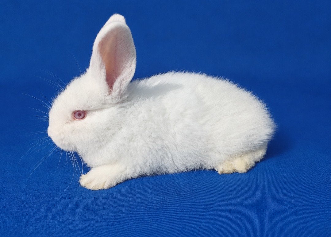 WITTE NIEUW ZEELANDER VAN TOPKWALITEIT, Animaux & Accessoires, Lapins, Grand, Plusieurs animaux, 0 à 2 ans