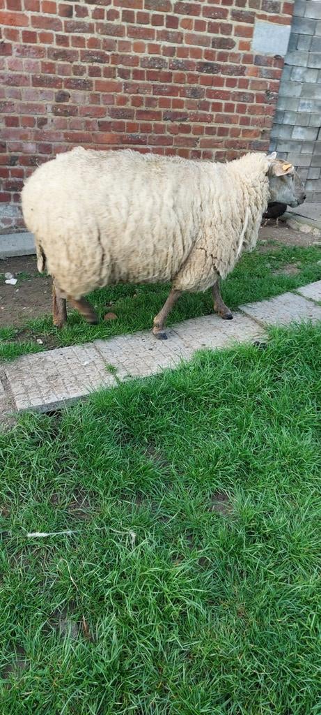 Mouton femelle, Femelle, Mouton, 0 à 2 ans
