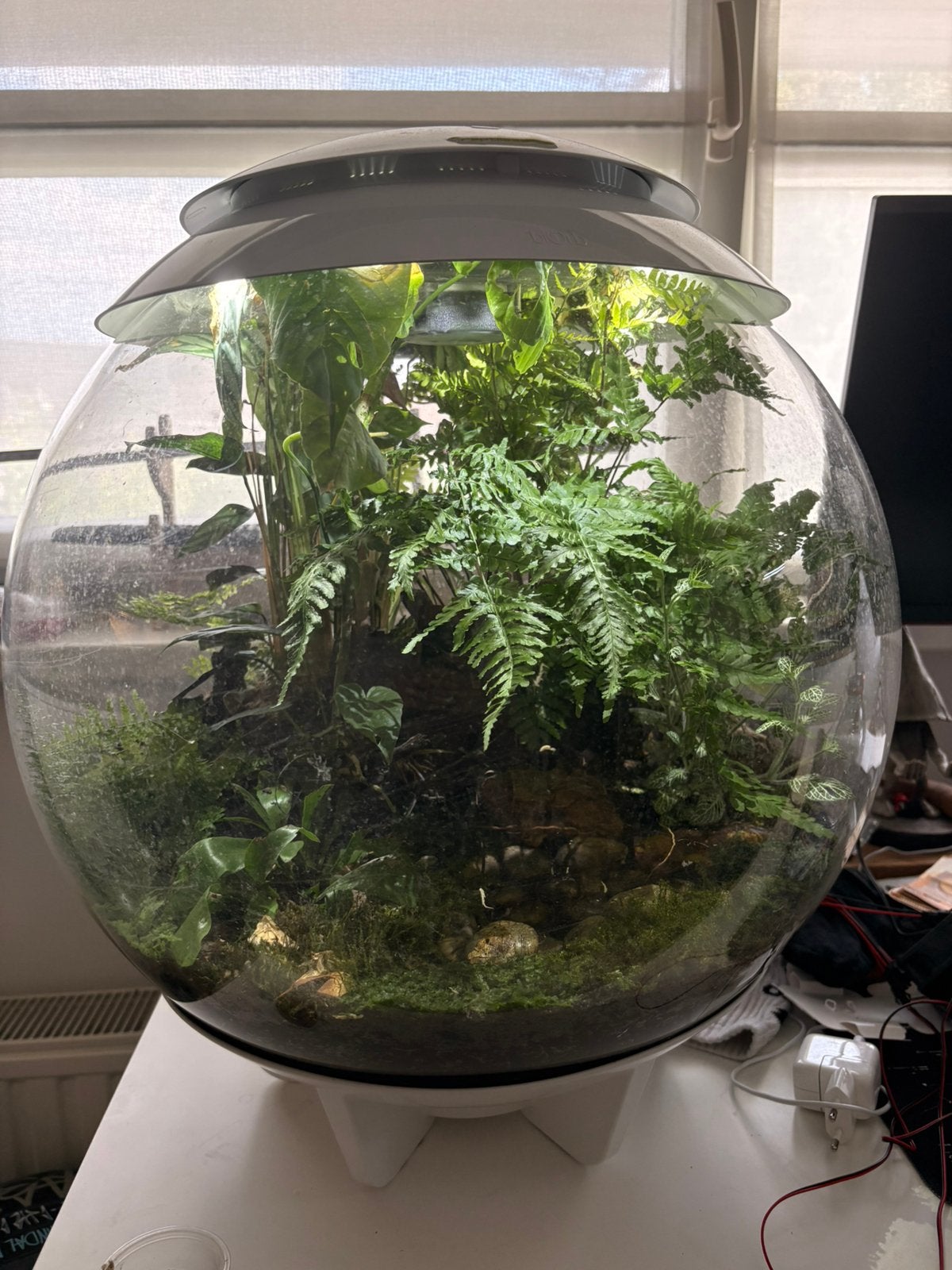 Biorb 60 Air Bioactief Terrarium Met Pijlgifkikkers, Dieren en Toebehoren, Ophalen of Verzenden, Zo goed als nieuw, Terrarium of Paludarium