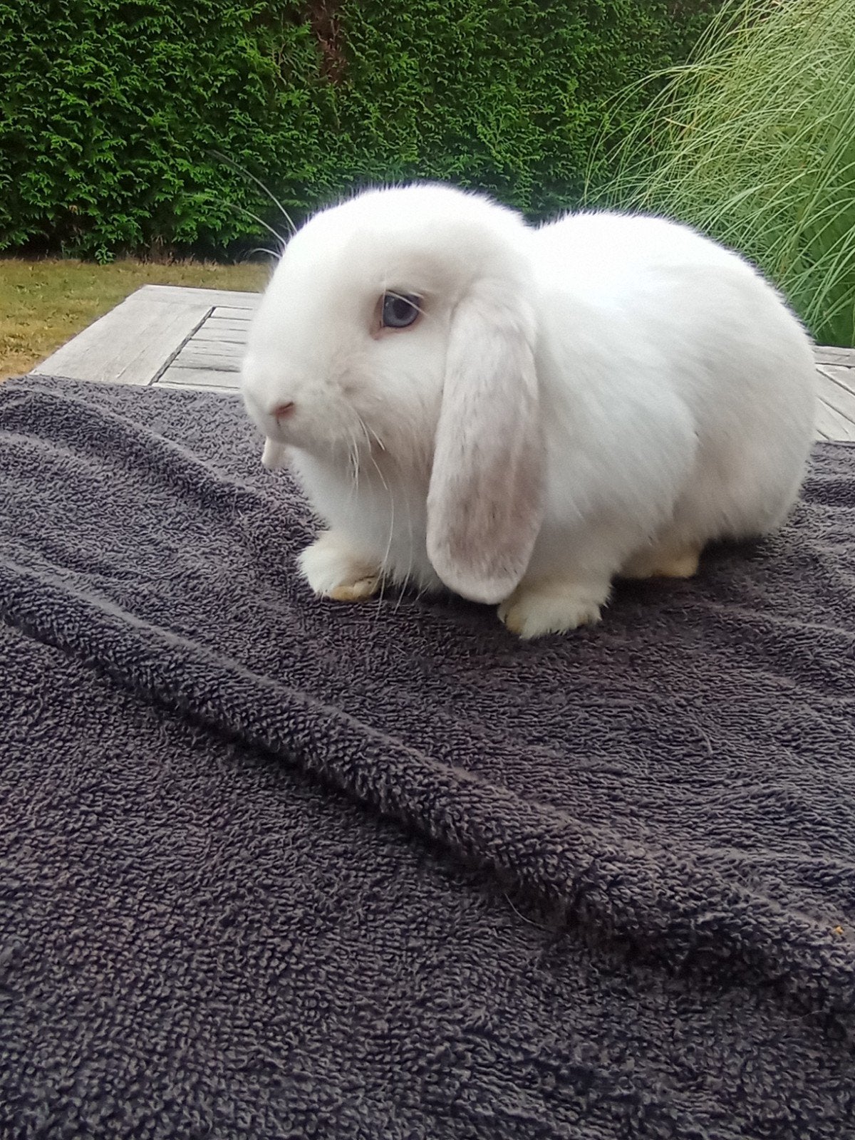 witte minilop, Dieren en Toebehoren, Konijnen