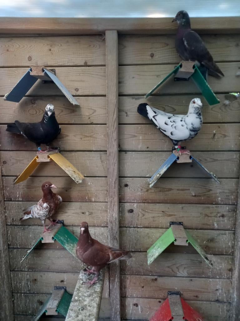 Kleurpostduiven, Dieren en Toebehoren, Meerdere dieren, Postduif