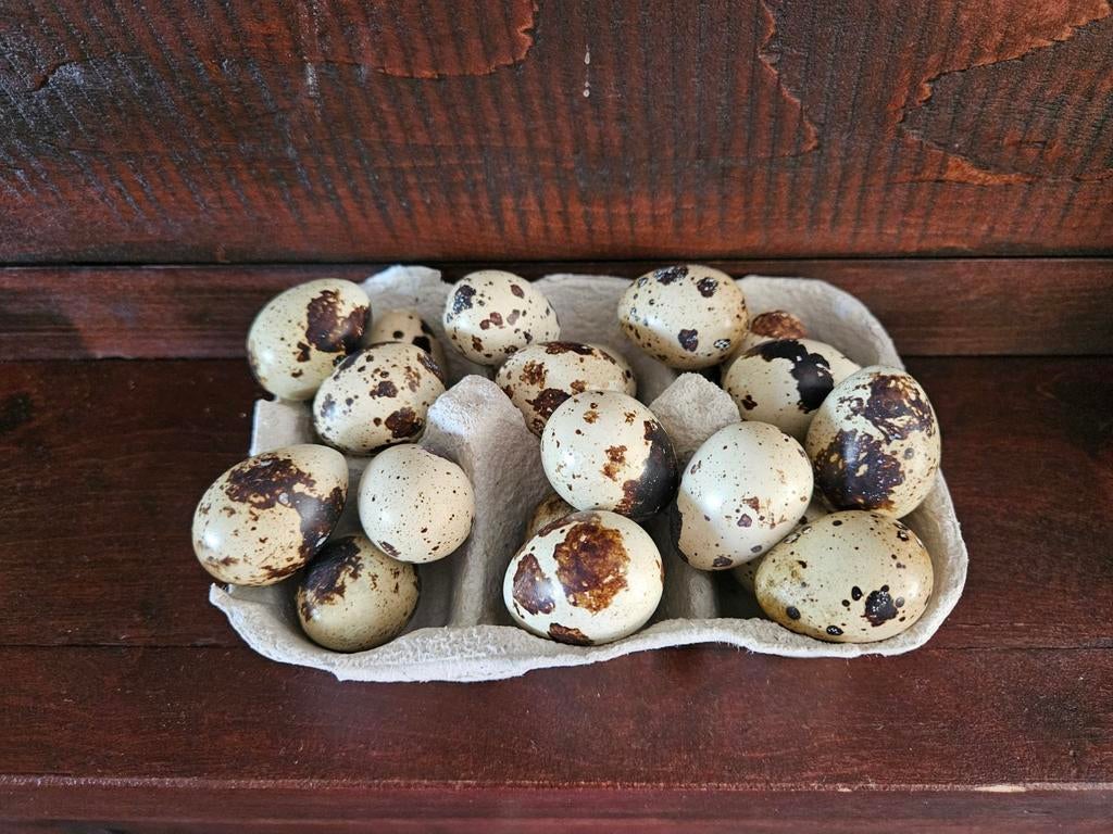 Broedeitjes van de japense kwartel, Dieren en Toebehoren, Pluimvee