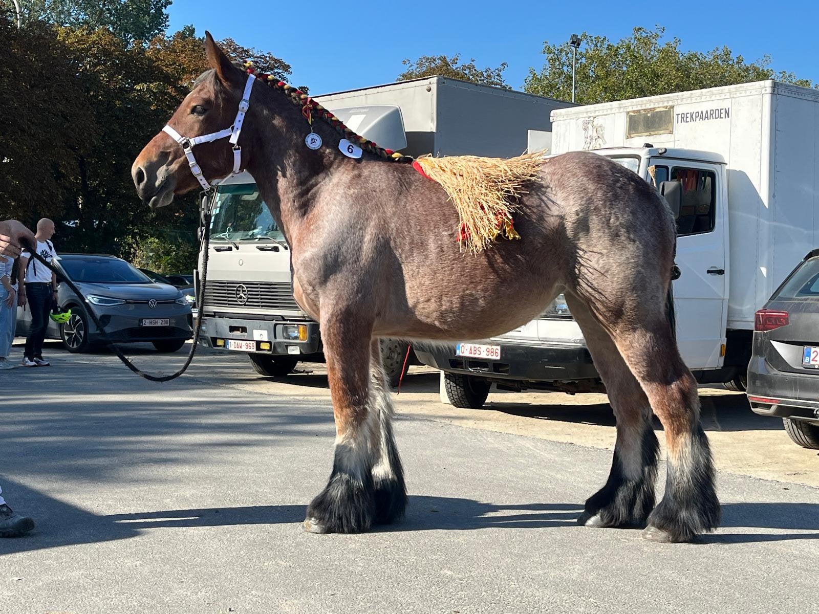 Jaarling trekpaard merrie, Avec pedigree, Moins de 160 cm, Cheval d'attelage, 0 à 2 ans