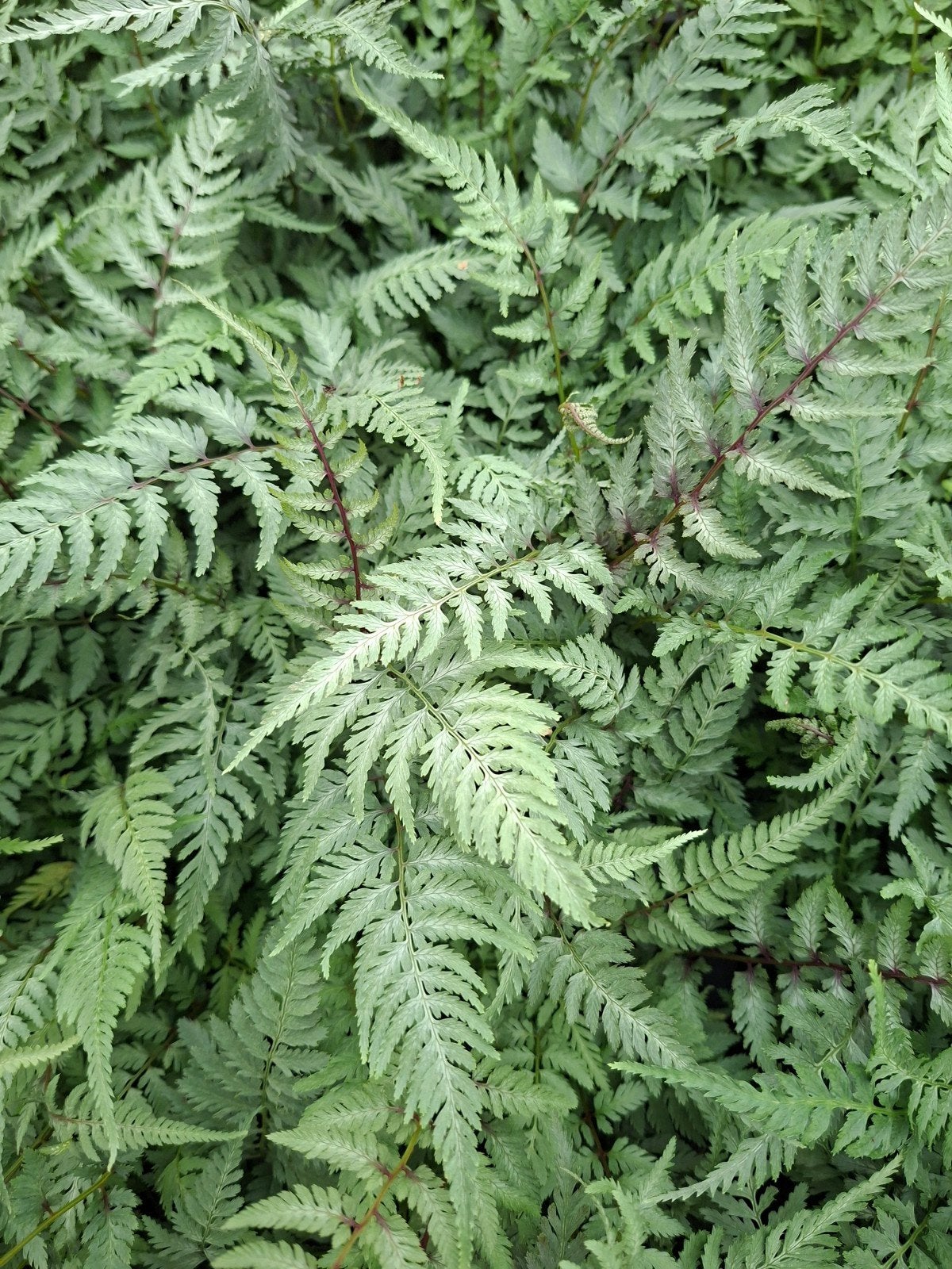 Athyrium niponicum 'Pictum', Enlèvement, Mi-ombre