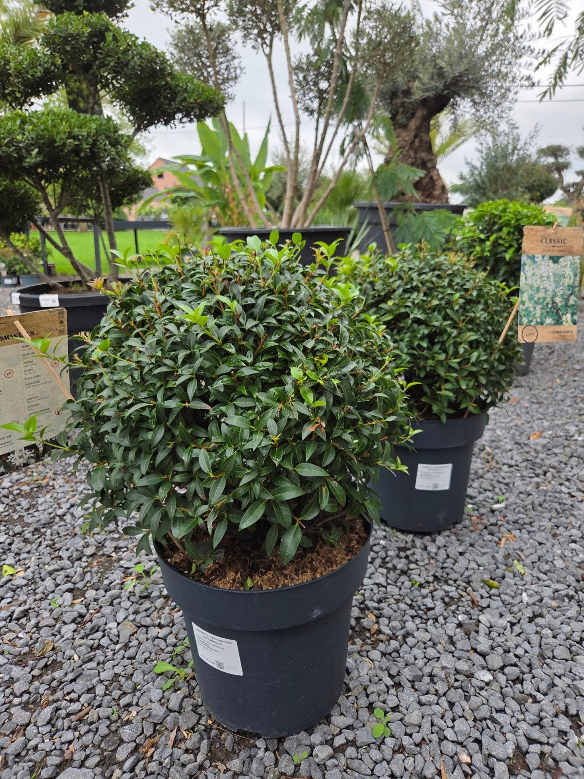Osmanthus bol, Tuin en Terras, Ophalen