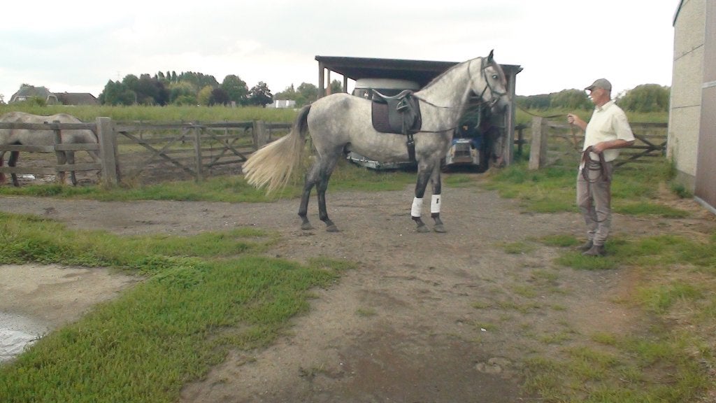 4jr. PRE-ruin te koop + 2 merries wegens ziekte/stopzetting, Animaux & Accessoires, Chevaux, Cheval de dressage, Débourré, 170 à 175 cm