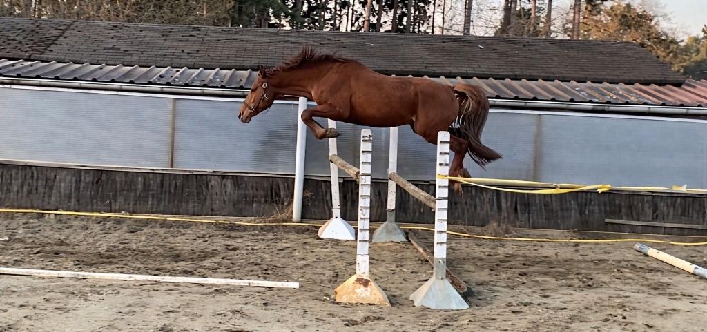 Ruwe Diamand, Animaux & Accessoires, Chevaux, Débourré, 165 à 170 cm, Avec pedigree, Étalon