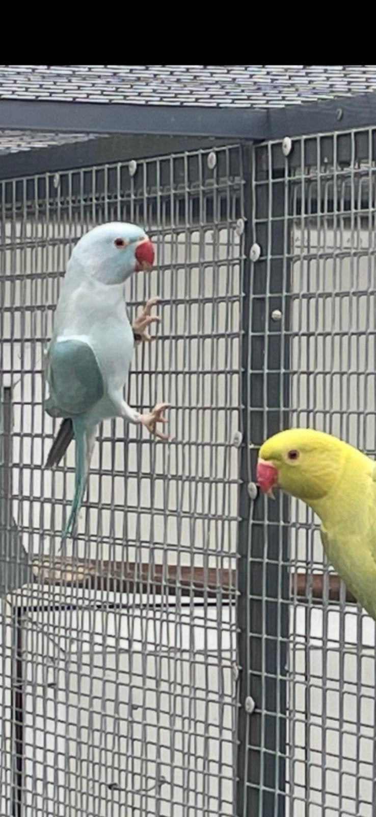 Perruches à collier, Animaux & Accessoires, Mâle, Perruche, Bagué