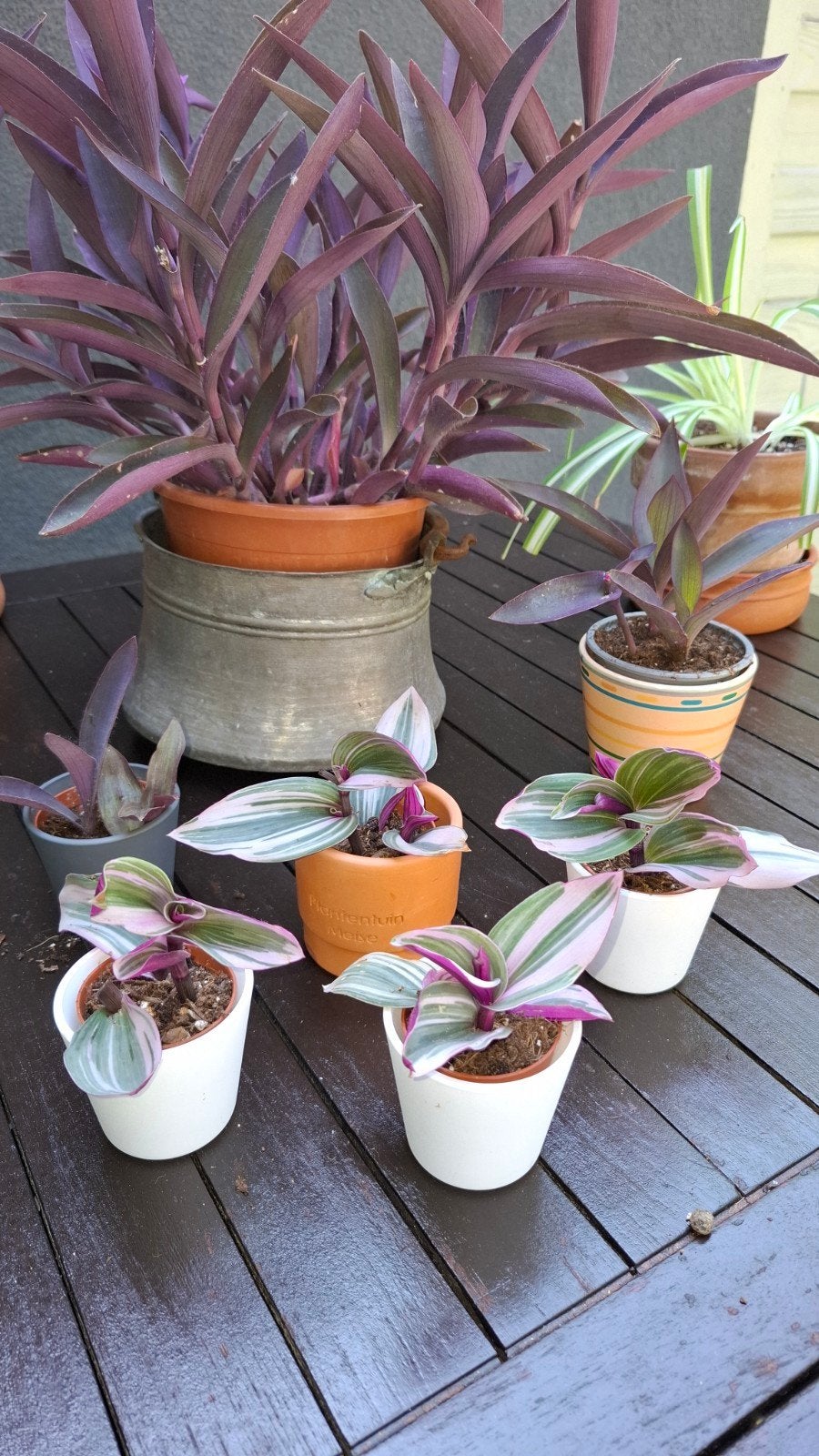 Tradescantia nanouk, Jardin & Terrasse, Enlèvement