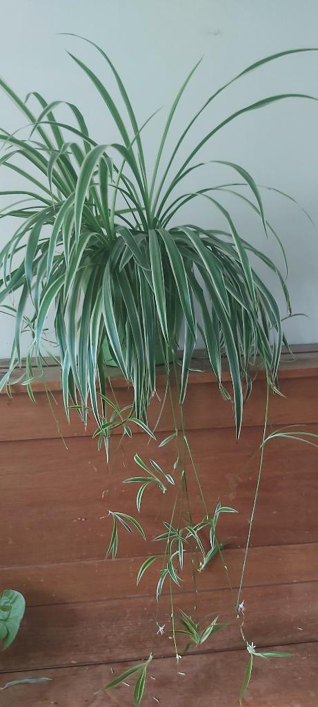 Kamerplant Chlorophytum in bloempot, Ophalen, Overige soorten, Halfschaduw, In pot