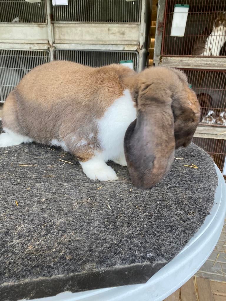 Franse hangoor konijn, Dieren en Toebehoren, Hangoor