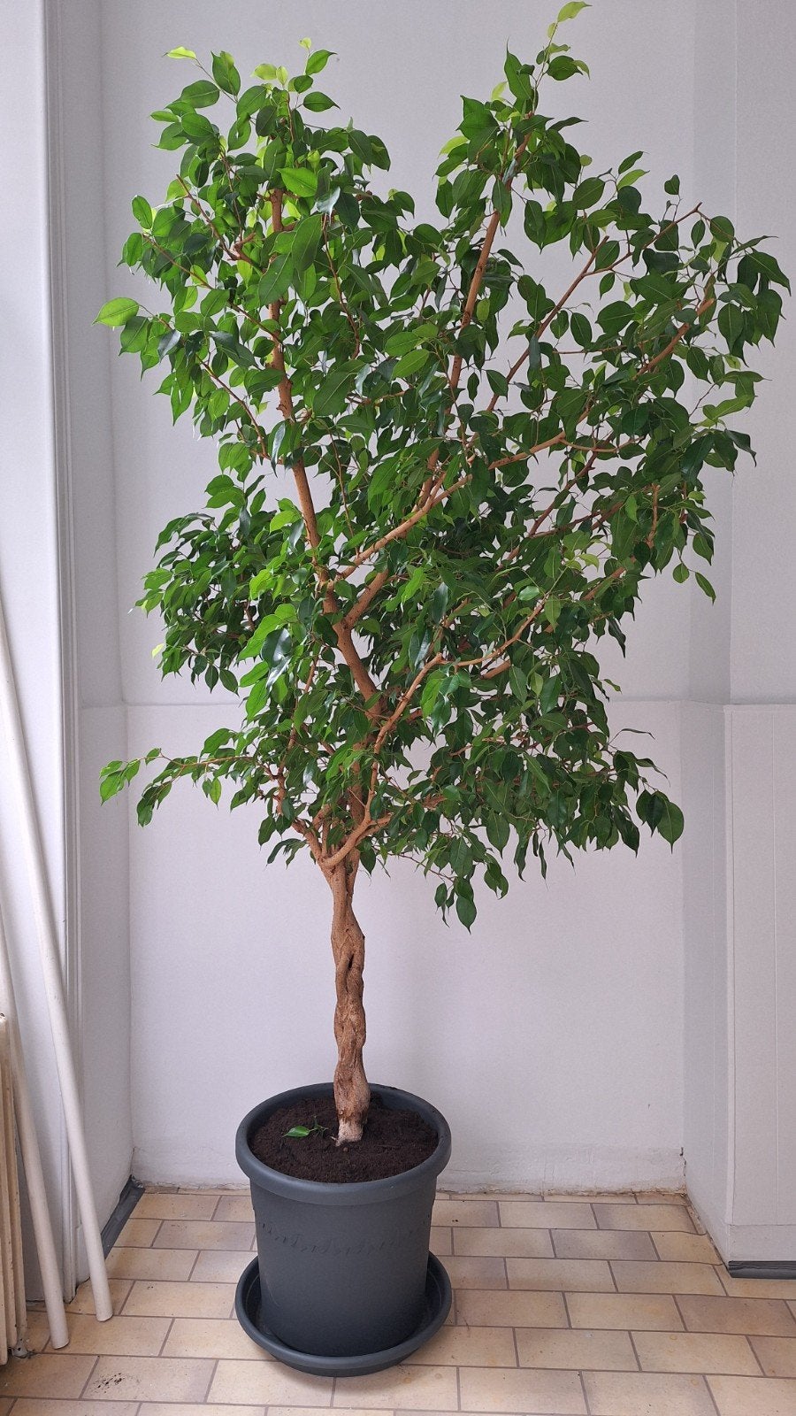 Grote Ficus Benjamina 230cm, Tuin en Terras, Ophalen