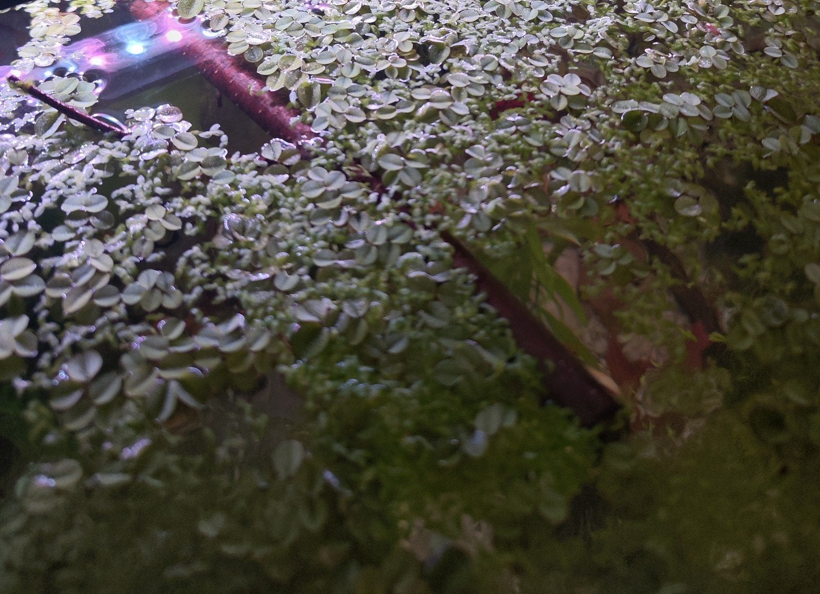 kleine vlotvaren en eendenkroos gemengd, Ophalen, Inclusief planten, Zo goed als nieuw, Decoratie