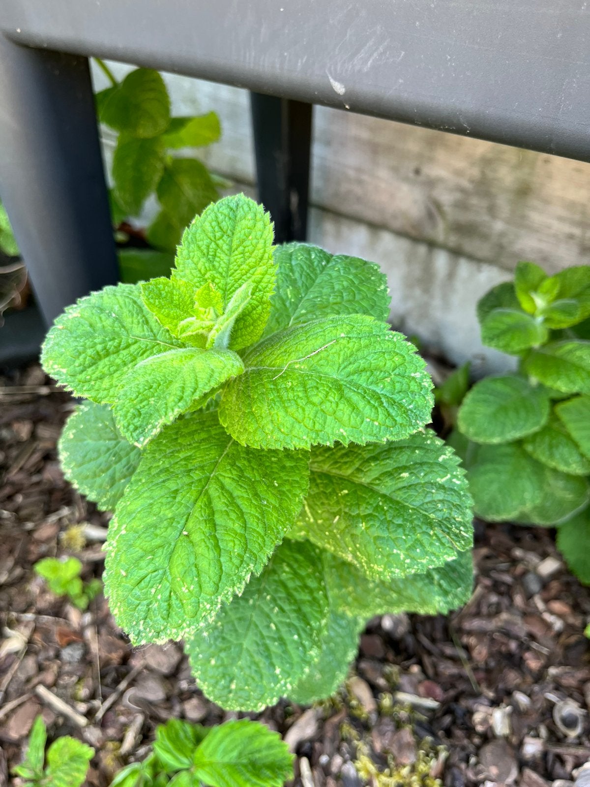 Ananasmunt, Tuin en Terras, Planten | Tuinplanten, Ophalen