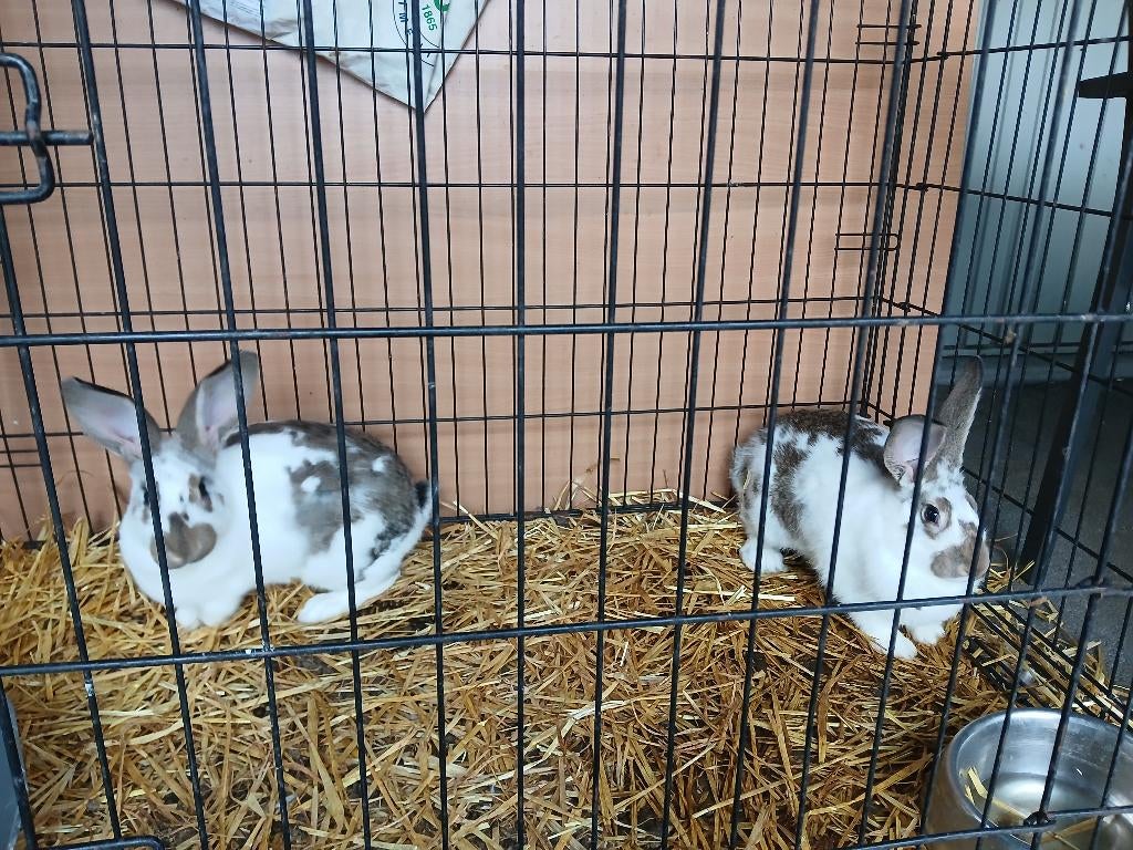 2 moeren (vleeskonijnen), Dieren en Toebehoren, Konijnen, Vrouwelijk, Middelgroot, 0 tot 2 jaar